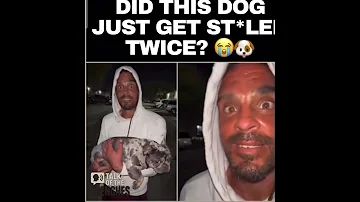 Can I Pet That Dog Funny Memes Hilarious Dogs Dogshorts Doglife Pets New Film Laugh Lmao 