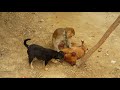 बन्दर बंदरिया का खेल || Bandar Bandriya Ka Khel || ไอ้บุญรอด(ไก่) ตี  จ้าวไม้(หมา)​ || monkey vs dog