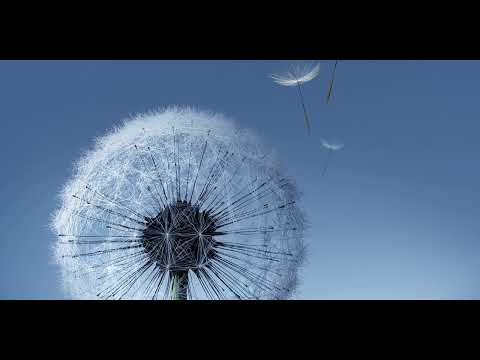 Samsung Galaxy Gallery Slideshow Music1 A K A Samsung Bixby Alarm Sunny Tone Extended 