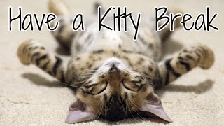 Have a Kitty Break - 5 Minutes of Calm to Rest, Refocus, and Relax