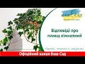 Всі відповіді про плющ від Ваш сад 
