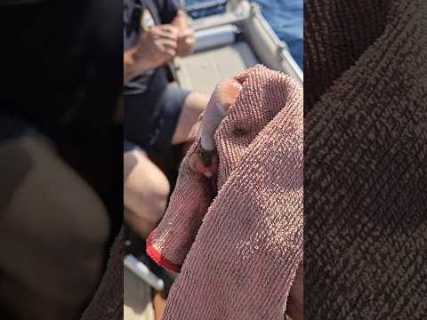 Seguro que sabe a Fango 🤮 #pesca #fishing #pez
