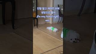 잔말 말고 에어컨 파워 냉방으로 틀어 #동물농장강아지 #강아지 #tv동물농장