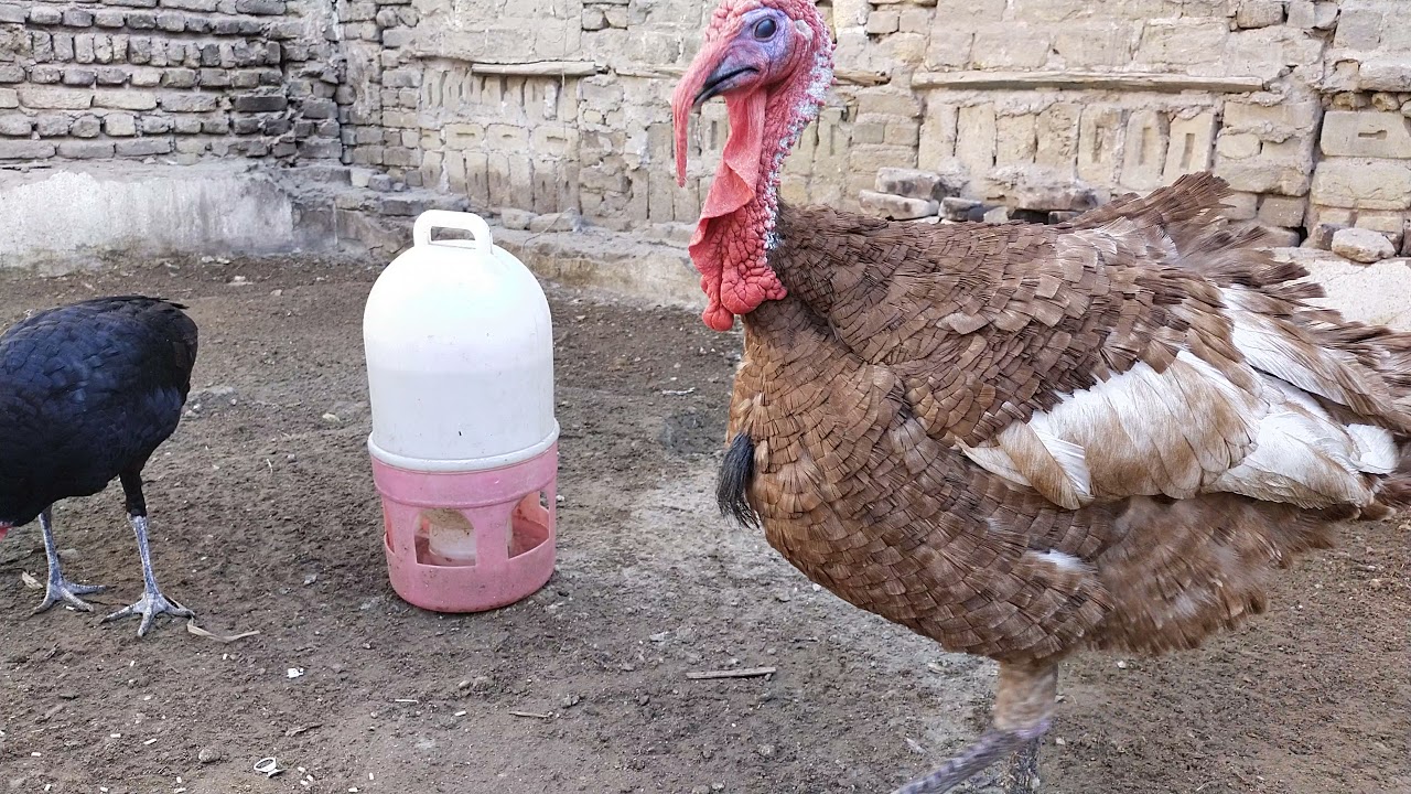 ألوان الديك الرومي الفسيفس