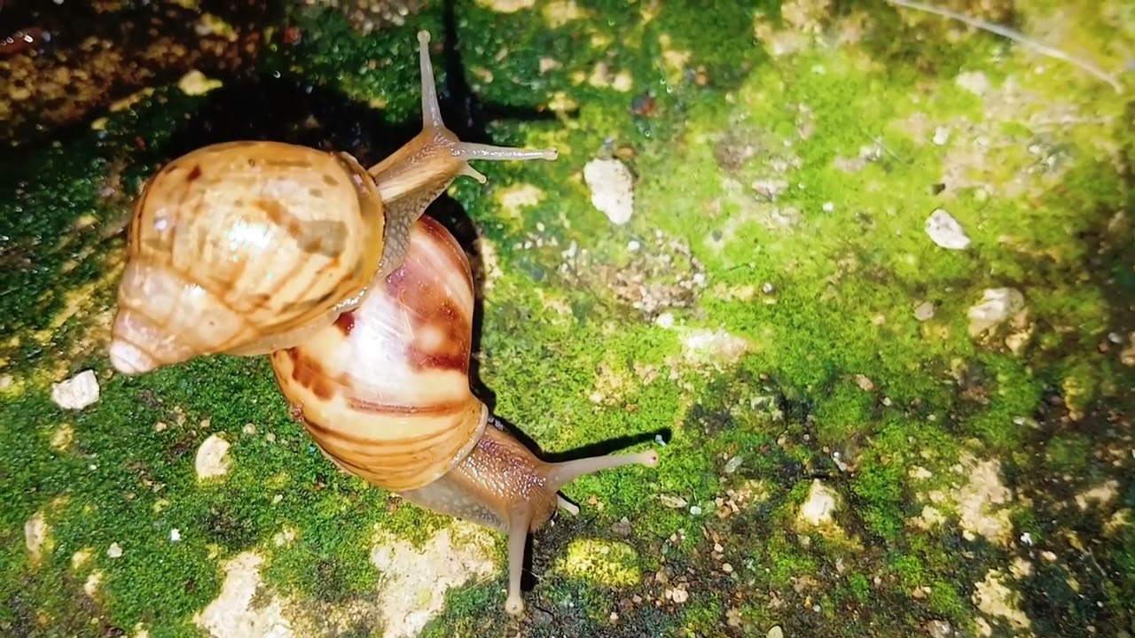Slime Trails and Shell Homes: What a Snail Colony Teaches Us About Life