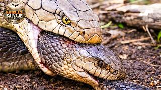 Serpiente Venenosa Contra Serpiente Venenosa: ¡Una Batalla Mortal Hasta El Final! | mundo animal