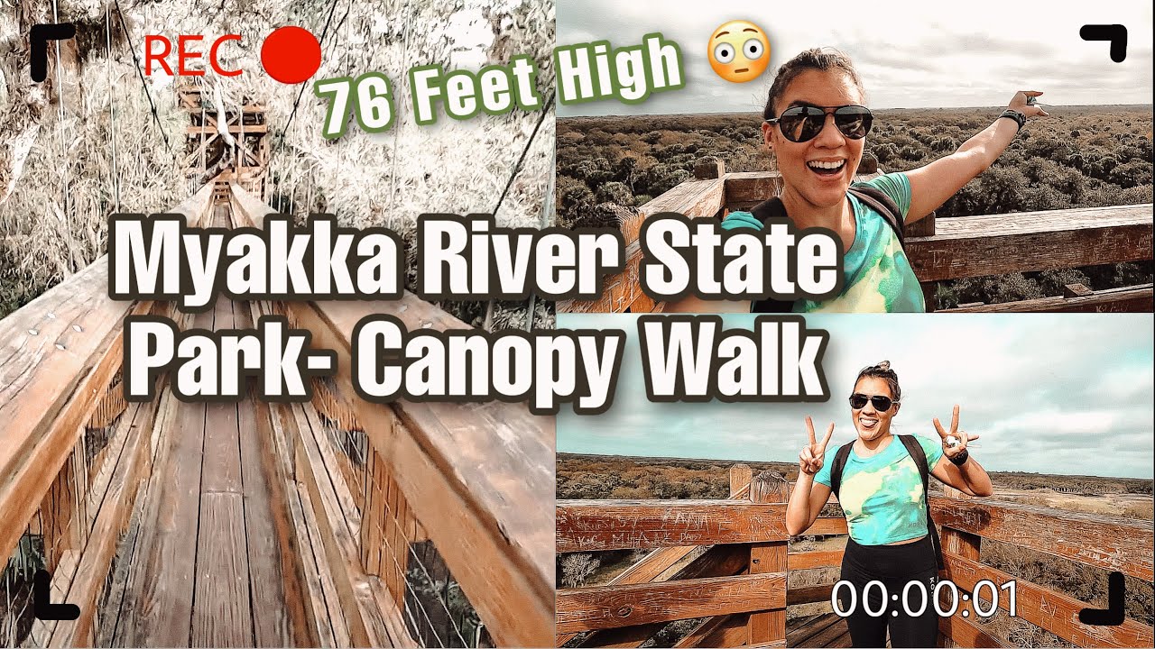 Myakka River State Park  Canopy Walk Tower + Seeing Alligators
