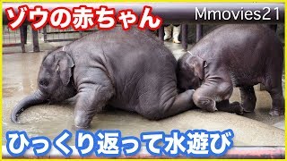 可愛いゾウの赤ちゃんたちの水遊び もも夏とら夢 市原ぞうの国 Elephant Babies Youtube