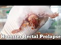 Hamster   rectal prolapse 