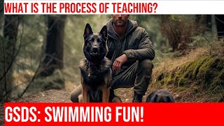 Introducing Your German Shepherd Puppy to the Water: A First Swimming Lesson by Happy Hounds Hangout No views 12 days ago 4 minutes, 19 seconds