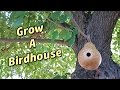 Easily Grow/Build A Functional Birdhouse Easily Grow/Build A Functional Birdhouse