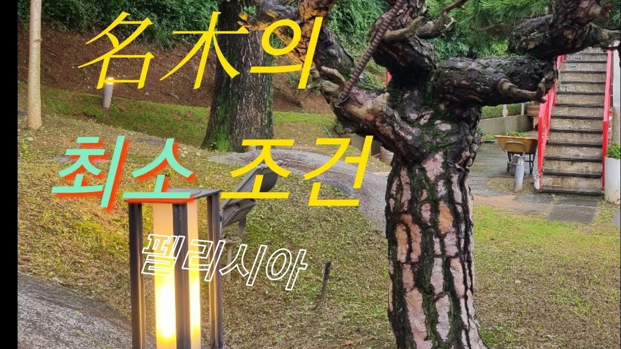 명목(名木)은 늘~ 우리들 곁에 있습니다..명목(名木)의 수격을 갖춘 특수목을 소개해드리겠습니다