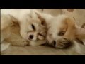 ТОП 10 лучшие видео про фенек. Смешная лиса фенек. Funny Fennec Fox .