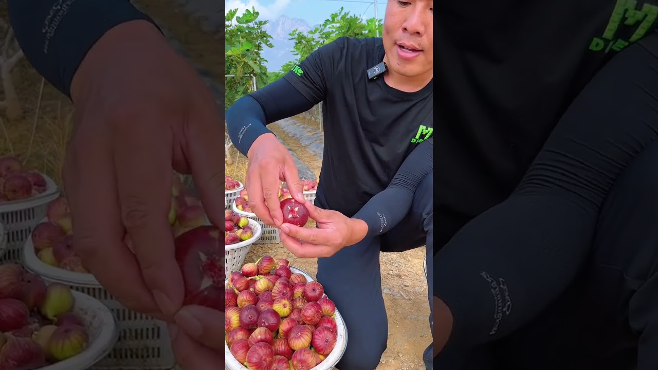 Fresh Natural Figs Farming Harvesting 