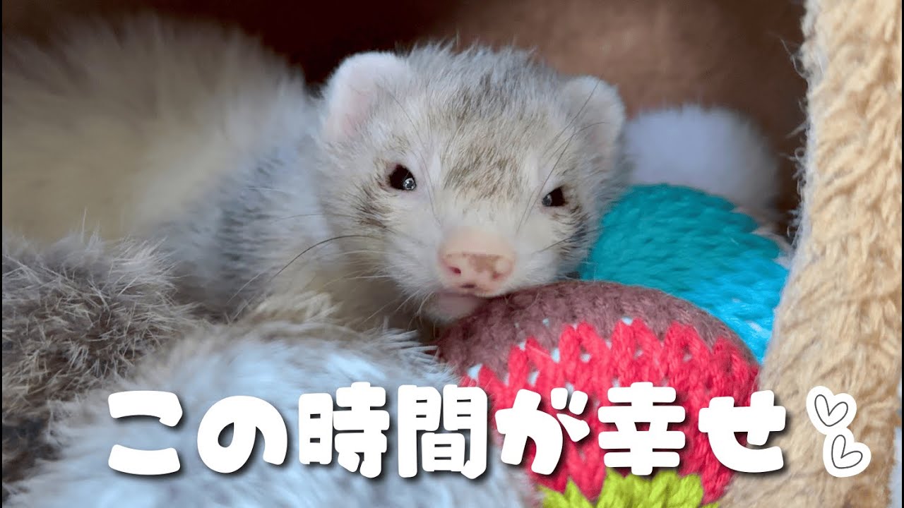 突然始まる大運動会と、最高に癒される寝顔まで【ferret
