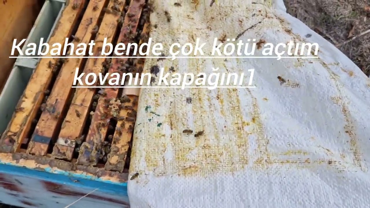 Zayıf arı nasıl kışlatılır? Zayıf arılarımızı kışa sokuyoruz. Zayıf arı kışlatma. 🐝❄️ #arıcılık