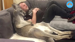 Download Lagu Geredde kangoeroe denkt dat hij een mens is, je zult niet geloven wat hij op de bank doet! MP3