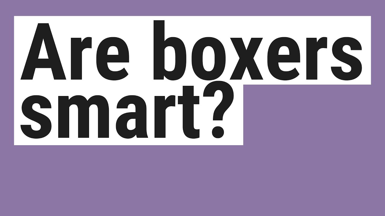 Are boxers smart? YouTube