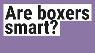 Are boxers smart?