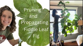 Pruning and Propagating Fiddle Leaf Fig | Here She Grows