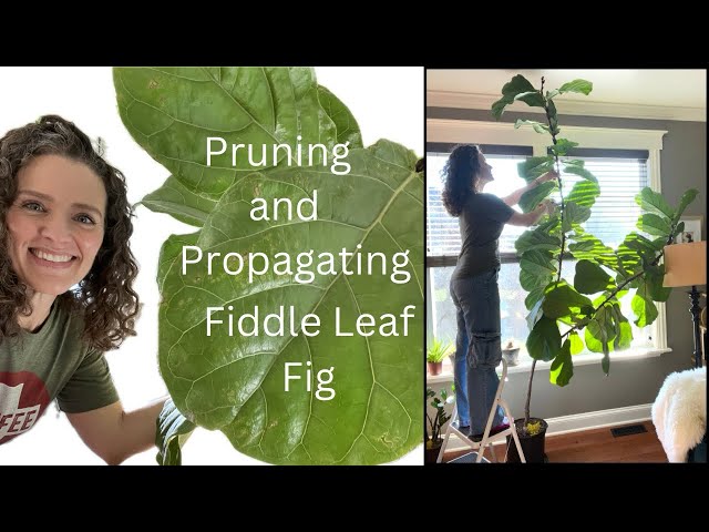 Pruning and Propagating Fiddle Leaf Fig | Here She Grows - YouTube
