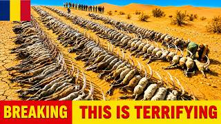 3 SPECIES ON THE BRINK OF EXTINCTION Are Released Into The SAHARA - What Happened Amazed Scientist