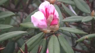 1040409合歡尖山玉山杜鵑花況 2