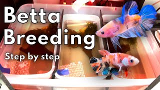 How to breed bettas! Using tubs
