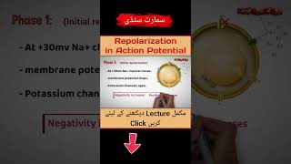 Repolarization in Action Potential || EasyMedEdHub #shorts #cardiology #physiology #actionpotential