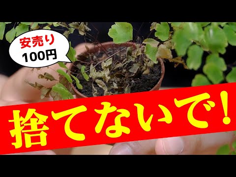 アフリカンバイオレットの花が枯れる原因と対処法【実体験】