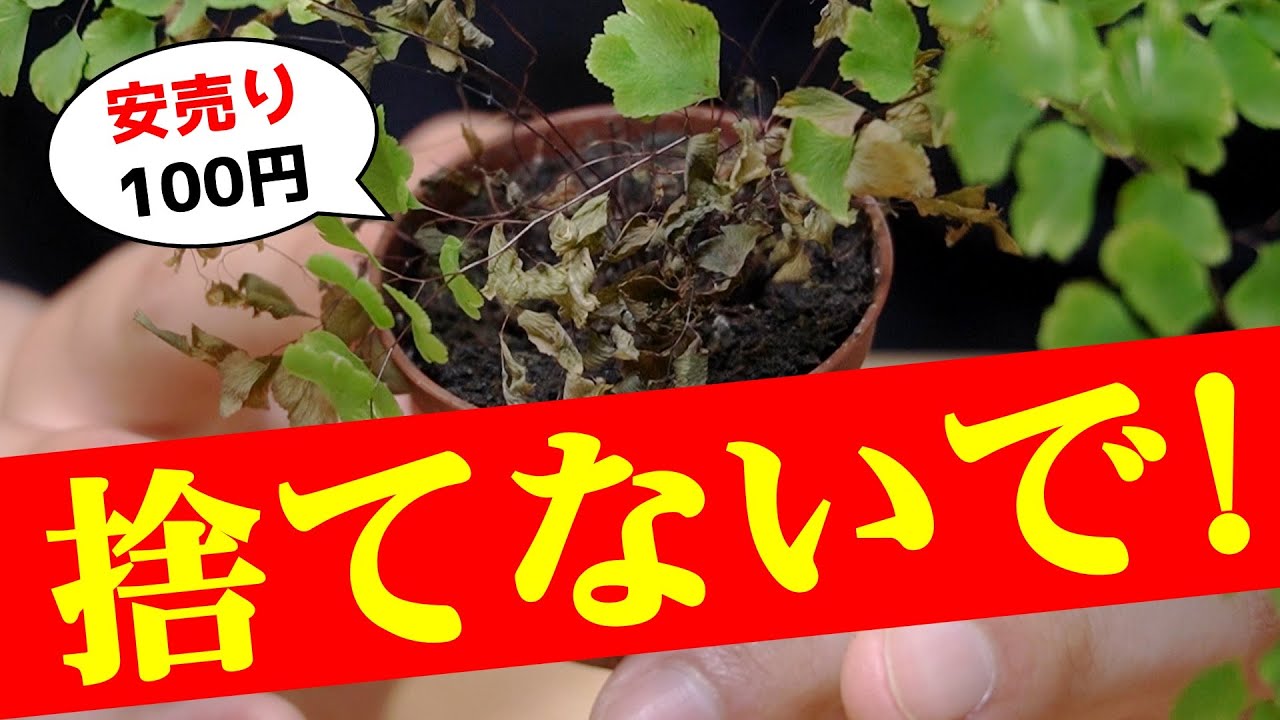 100円で買った”枯れた観葉植物”を復活させる方法【アジアンタム】