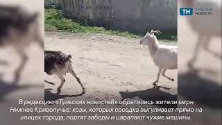 Жители одного из микрорайонов Тулы пожаловались на соседку, выгуливающую по улицам города стадо коз