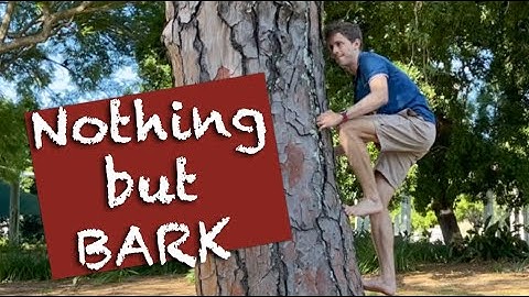 How to climb a large tree without branches by gripping the bark