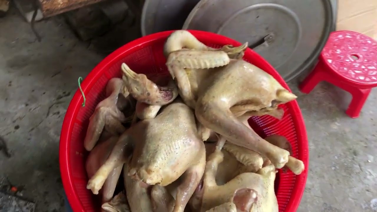 Đám giỗ toàn món ngon//Vịt cỏ luộc//Bánh bèo