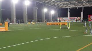 Kanna Jumping Round1 50Cm Class Japan Open Agility 2019 In Yame