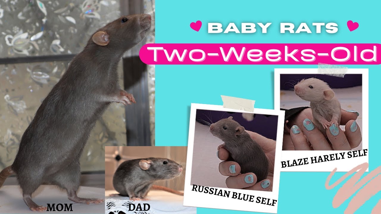 My Baby Pet Rats are 2WeeksOld! YouTube