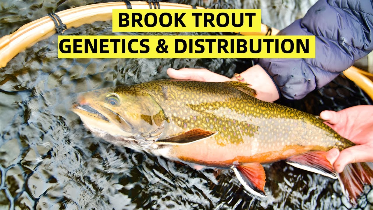 Brook Trout & Distribution YouTube