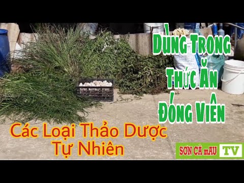 Video Trộn các loại Thảo Dược trong Thức Ăn Đóng Viên tại... - youtube