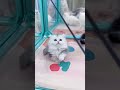 Cute little furballs ♥ #cat #kitten #cute #animal