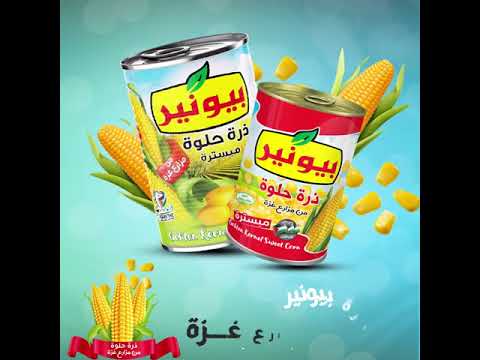 ذرة حلوة من مزراع غزة