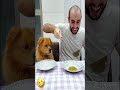Funny friend #pet #funny #dog #fypシ #foryou #asmr #shorts
