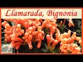 Bignonia de Invierno o Planta Llamarada, Cuidados | Plantas Trepadoras | Enredaderas con Flores