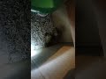 Sad solo duck