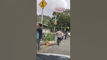 waspada angin kencang, jauhi pepohonan #short #shorts #shortsvideo #shortsvideos #video #videos #fyp