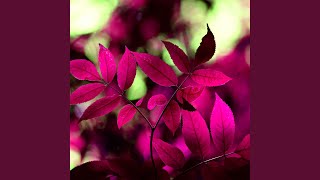 Beautiful Moods for Calm Vibes
