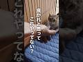 猫が絶望する5つの勘違い #Shorts