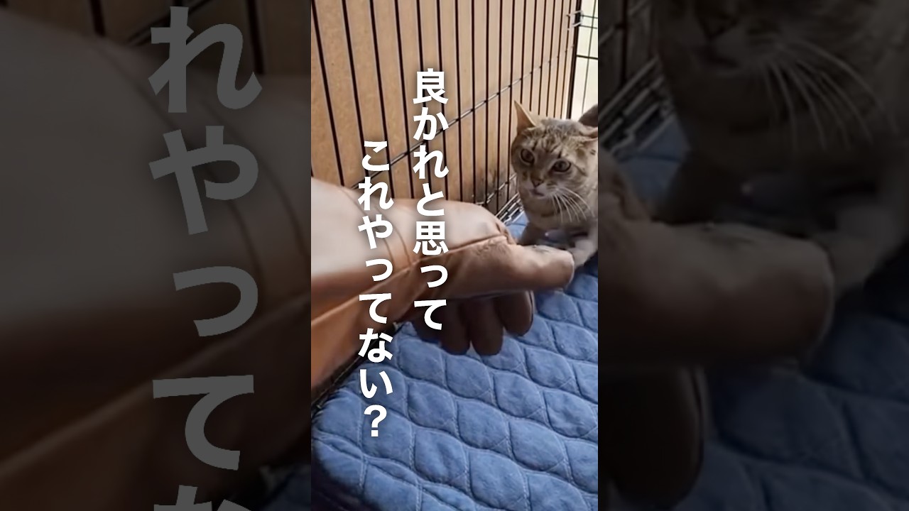 猫が絶望する5つの勘違い #Shorts