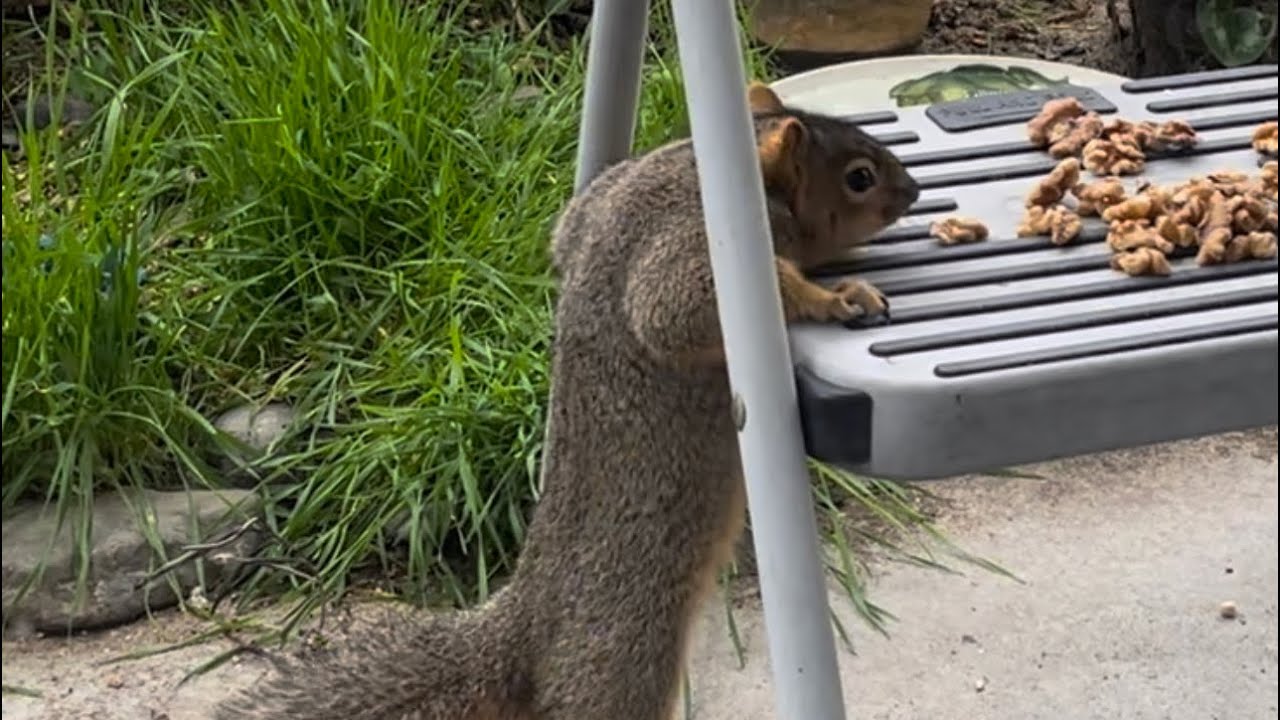 Neighborhood Squirrels Learn How To Use Stepping Stool!🐿️🐿️🐿️ YouTube