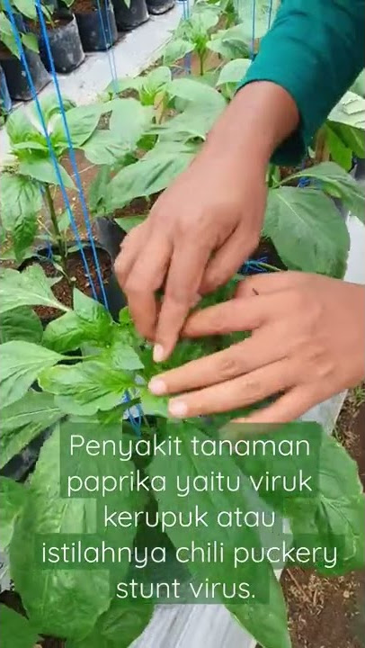 Paprika | Budidaya Paprika | Virus Kerupuk | Bahayanya Hama bisa bawa virus. #shorts #fruit #petani