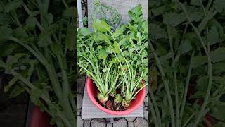 picking turnips